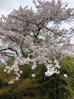 2022桜